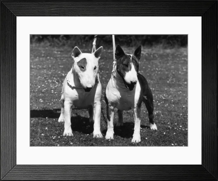 Framed Print : 2 BULL TERRIERS / 1973 Framed Print : 2 BULL TERRIERS / 1973