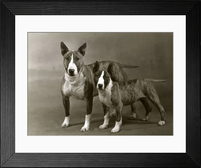 Framed Print : BULL TERRIER ND PUPPY Framed Print : BULL TERRIER ND PUPPY