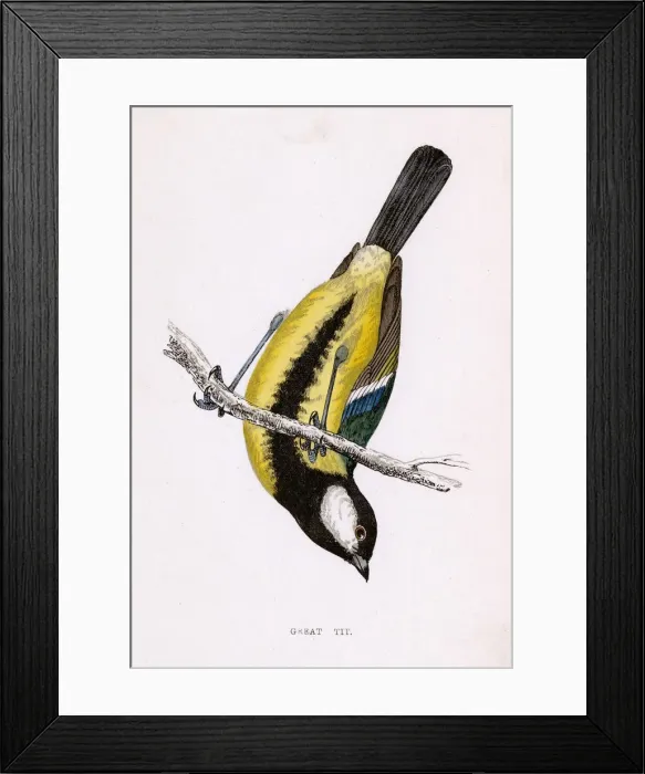 Framed Print : GREAT TIT (MORRIS) Framed Print : GREAT TIT (MORRIS)