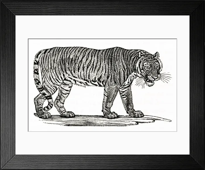 Framed Print : A TIGER (ENGRAVING) Framed Print : A TIGER (ENGRAVING)