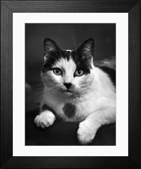 Framed Print : BLACK AND WHITE CAT Framed Print : BLACK AND WHITE CAT
