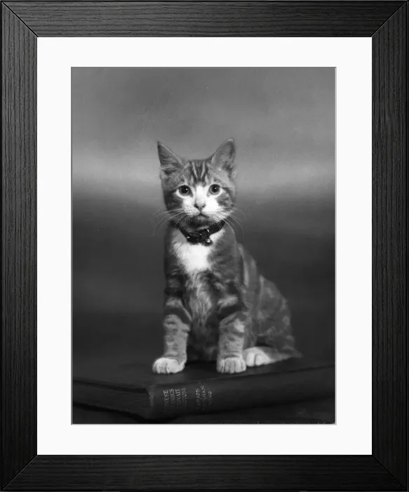 Framed Print : GINGER KITTEN ON BOOK Framed Print : GINGER KITTEN ON BOOK