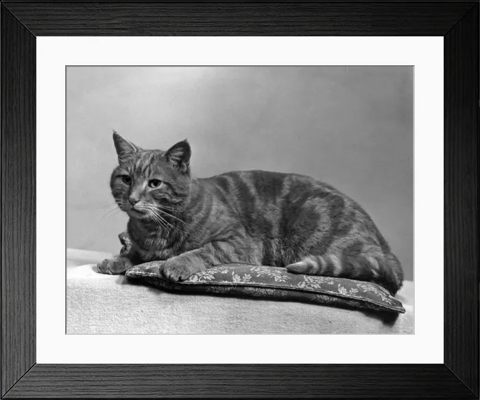 Framed Print : TABBY CAT ON A CUSHION Framed Print : TABBY CAT ON A CUSHION