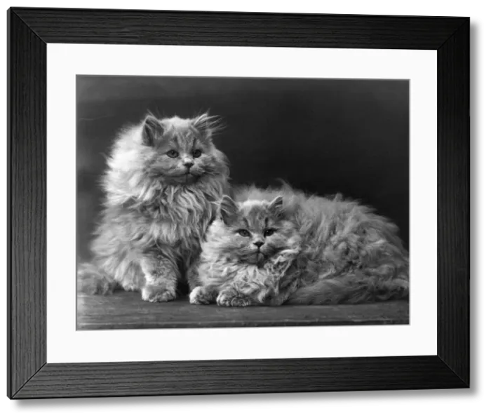 Framed Print : BLUE PERSIAN KITTENS Framed Print : BLUE PERSIAN KITTENS