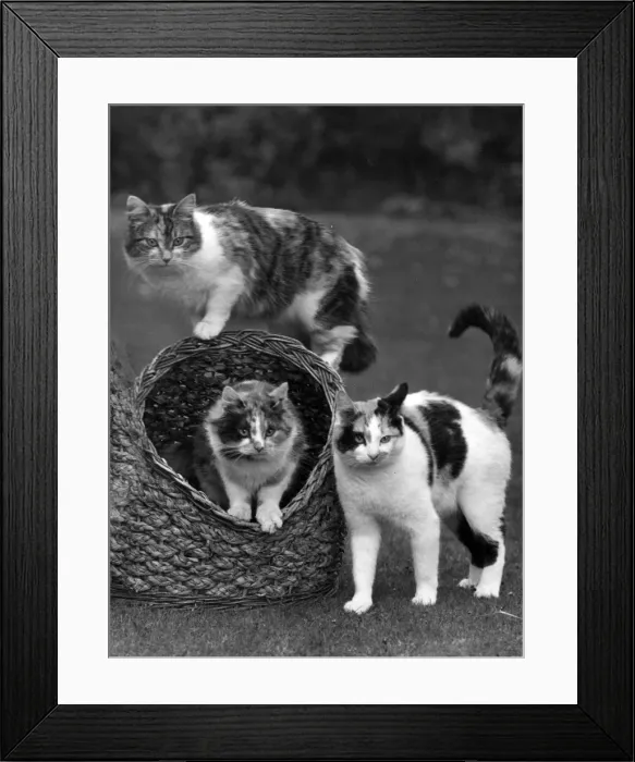 Framed Print : THREE TORTOISESHELLS Framed Print : THREE TORTOISESHELLS