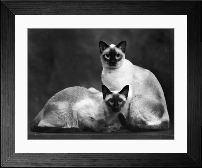 Framed Print : TWO SIAMESE CATS 1949 Framed Print : TWO SIAMESE CATS 1949