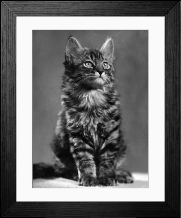 Framed Print : TABBY KITTEN Framed Print : TABBY KITTEN