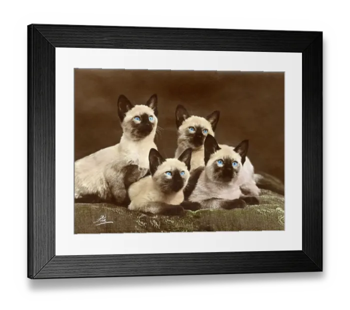 Framed Print : FOUR SIAMESE CATS (COL. ) Framed Print : FOUR SIAMESE CATS (COL. )