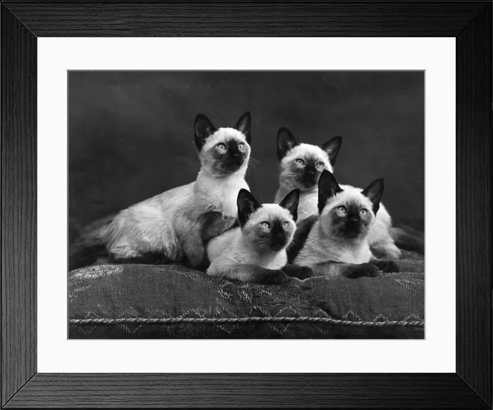 Framed Print : FOUR SIAMESE CATS (B / W) Framed Print : FOUR SIAMESE CATS (B / W)