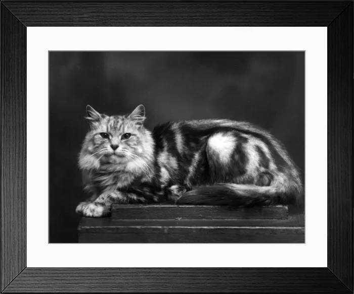 Framed Print : TORTOISESHELL CAT Framed Print : TORTOISESHELL CAT