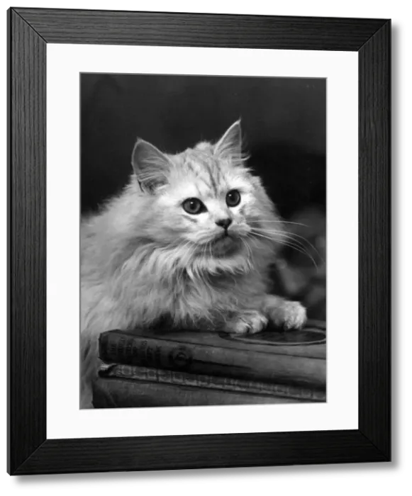 Framed Print : CHINCILLA ON A BOOK Framed Print : CHINCILLA ON A BOOK