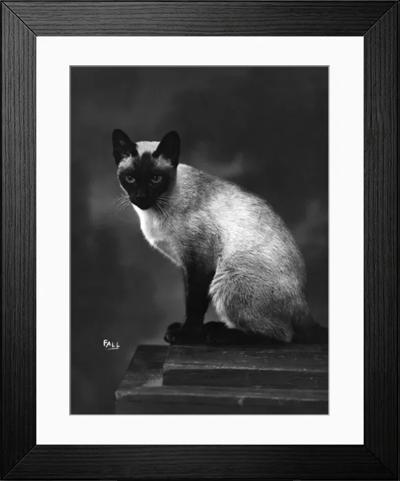 Framed Print : SIAMESE CAT SITS UPRIGHT Framed Print : SIAMESE CAT SITS UPRIGHT