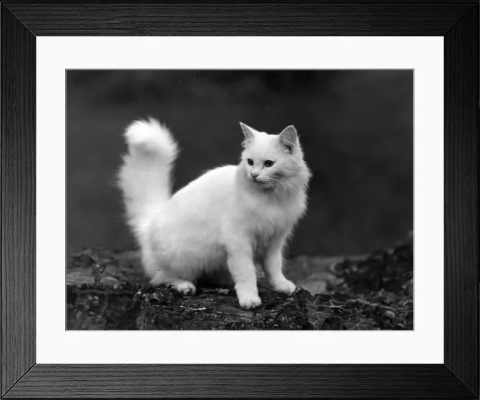 Framed Print : WHITE LONGHAIRED KITTEN Framed Print : WHITE LONGHAIRED KITTEN