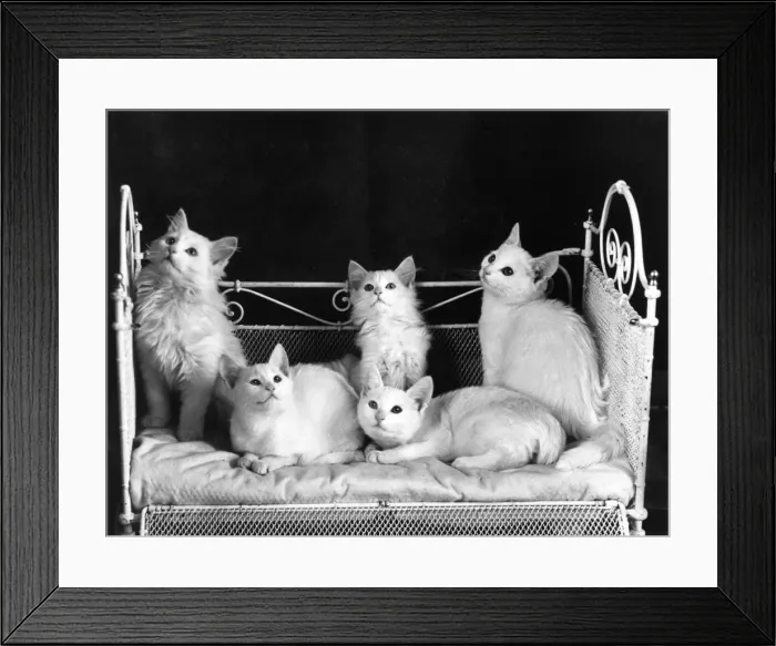 Framed Print : FIVE WHITE KITTENS Framed Print : FIVE WHITE KITTENS
