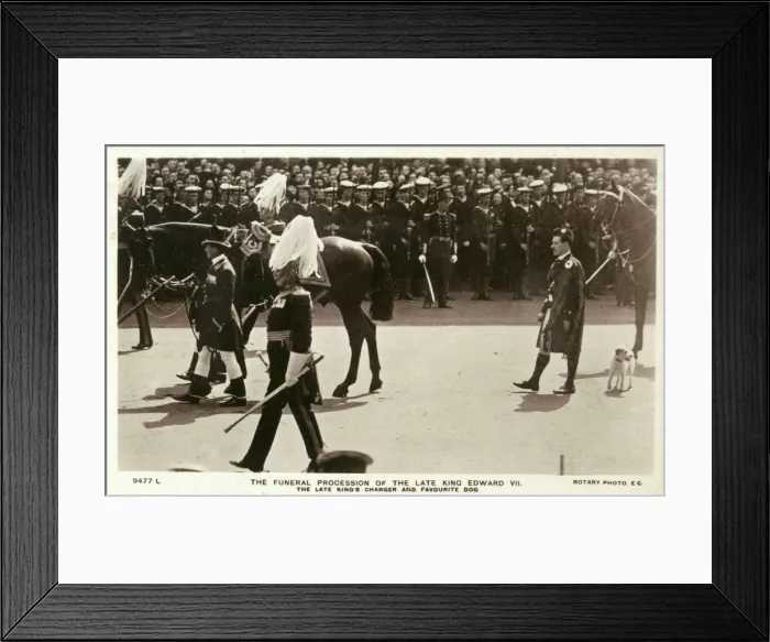 Framed Print : Edward VII procession, Caesar the dog following 1910 Framed Print : Edward VII procession, Caesar the dog following 1910