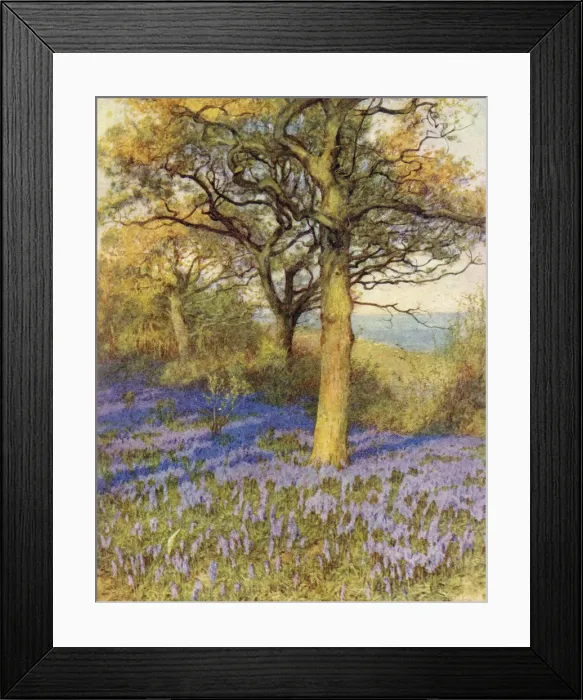 Framed Print : WOOD WITH BLUEBELLS