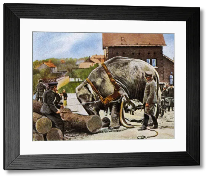 Framed Print : WORKING ELEPHANT 1915 Framed Print : WORKING ELEPHANT 1915