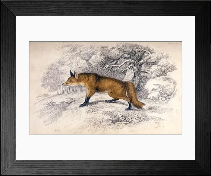 Framed Print : FOX / STEWART C1840 Framed Print : FOX / STEWART C1840