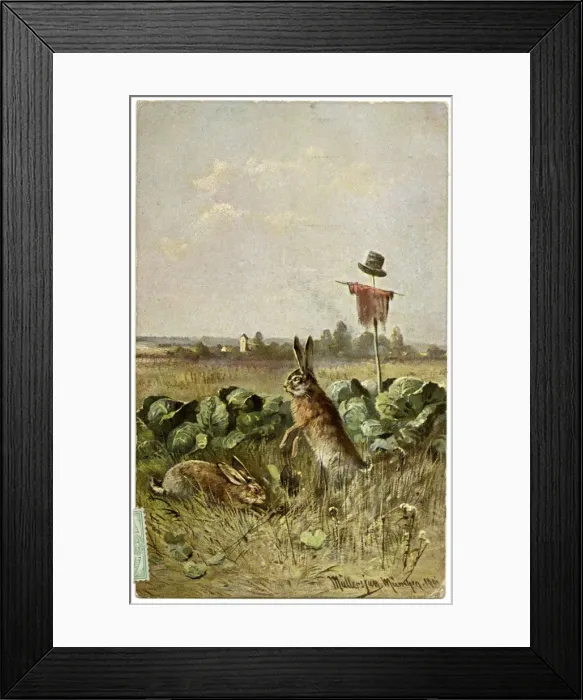 Framed Print : Two hares in a field of cabbage Framed Print : Two hares in a field of cabbage