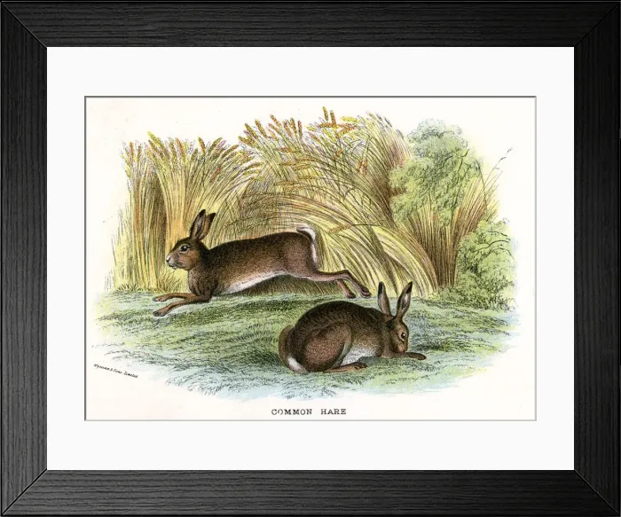 Framed Print : HARES / COMMON 19C Framed Print : HARES / COMMON 19C