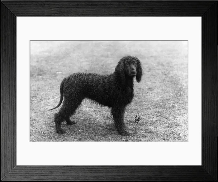 Framed Print : FALL / IRISH WATER SPANIEL Framed Print : FALL / IRISH WATER SPANIEL