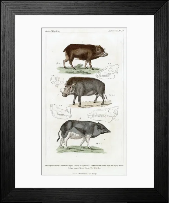 Framed Print : PIG / WILD BOAR X3 19C Framed Print : PIG / WILD BOAR X3 19C