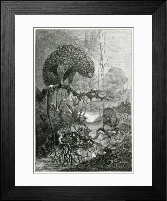 Framed Print : PORCUPINE MEXICAN TREE Framed Print : PORCUPINE MEXICAN TREE