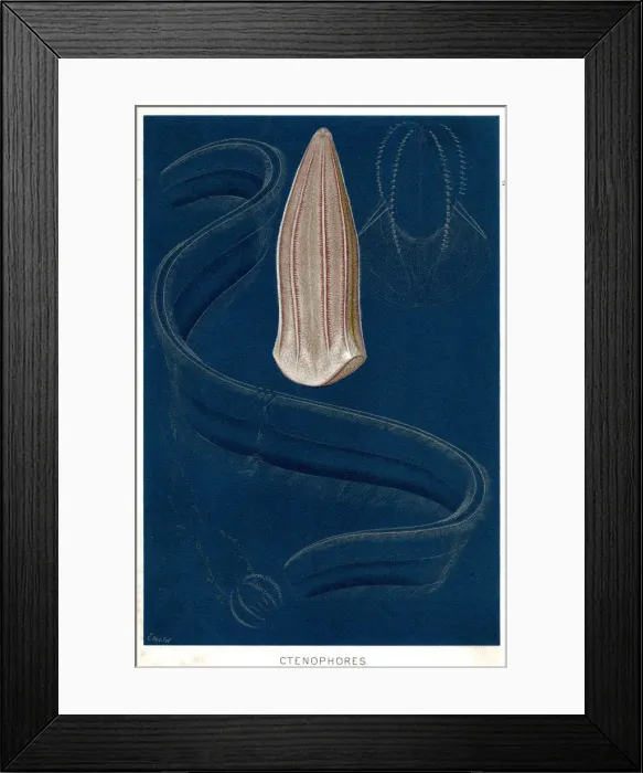 Framed Print : MARINE LIFE JELLYFISH Framed Print : MARINE LIFE JELLYFISH