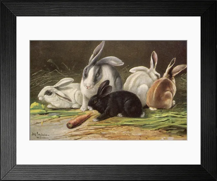 Framed Print : ASSORTED RABBITS 1905 Framed Print : ASSORTED RABBITS 1905