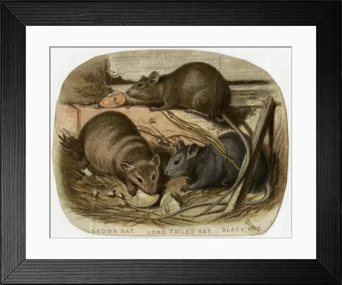 Framed Print : 3 RATS NIBBLING 19C Framed Print : 3 RATS NIBBLING 19C