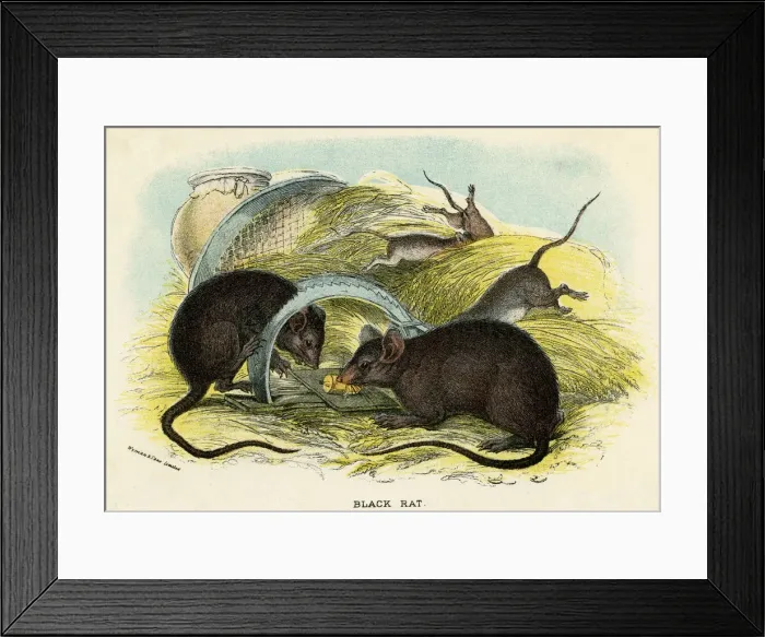 Framed Print : RATS & TRAP C1840 RATS & TRAP C1840 Framed Print : RATS & TRAP C1840 RATS & TRAP C1840