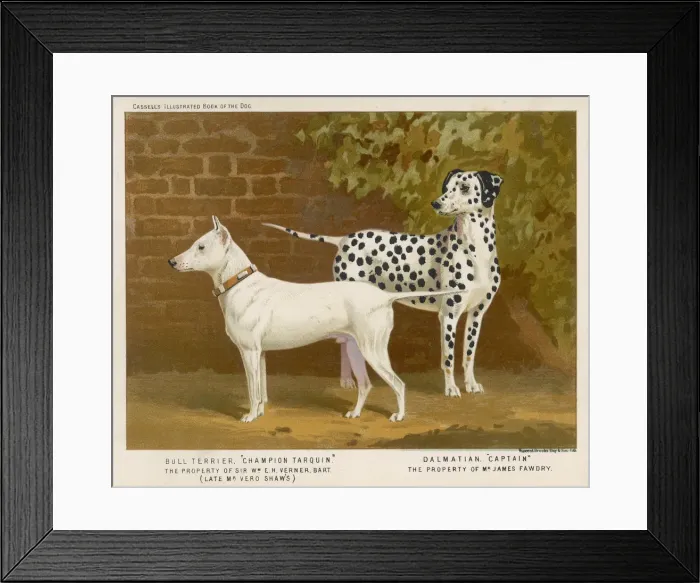 Framed Print : DALMATIAN / BULL TERRIER Framed Print : DALMATIAN / BULL TERRIER