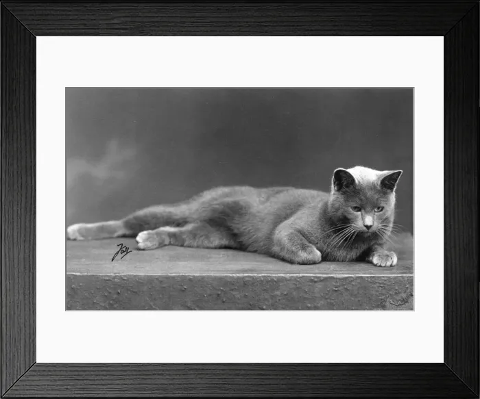 Framed Print : RUSSIAN BLUE LYING DOWN