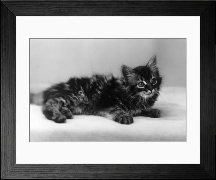 Framed Print : SMALL TABBY KITTEN Framed Print : SMALL TABBY KITTEN