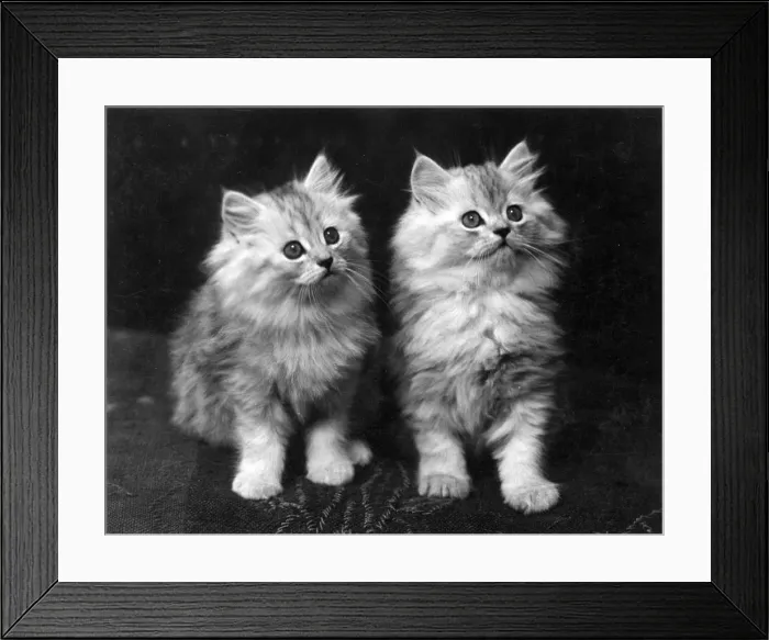 Framed Print : TWO CHINCHILLA KITTENS Framed Print : TWO CHINCHILLA KITTENS