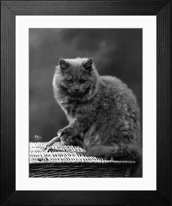 Framed Print : HOUSE CAT ON BASKET Framed Print : HOUSE CAT ON BASKET