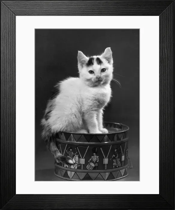 Framed Print : KITTEN ON DRUM Framed Print : KITTEN ON DRUM