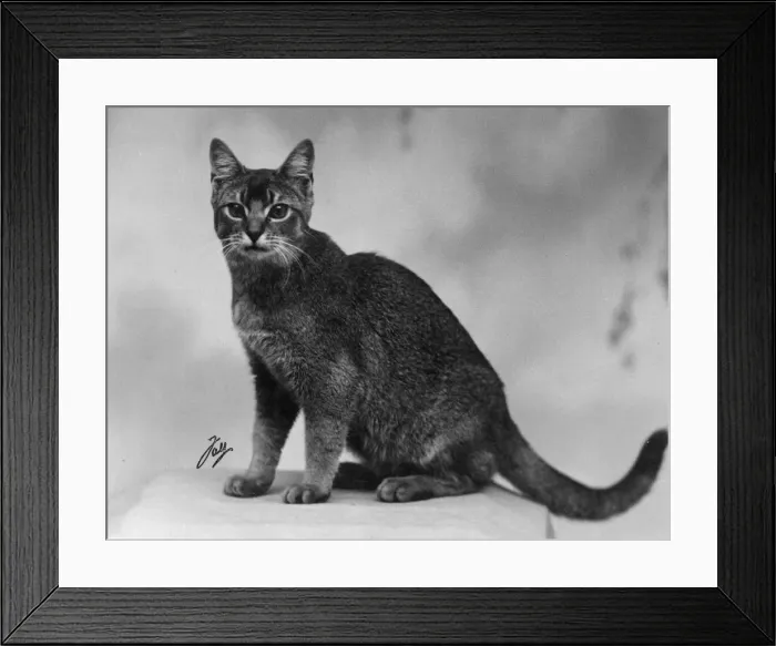 Framed Print : ABYSSINIAN SITTING Framed Print : ABYSSINIAN SITTING