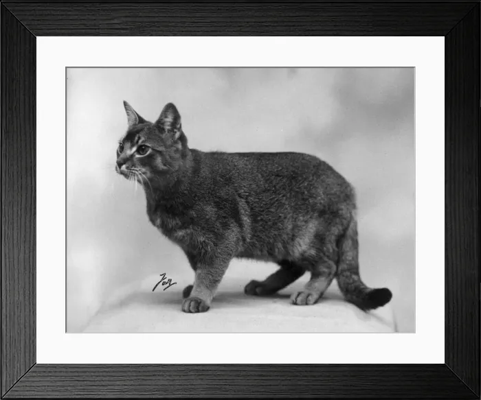 Framed Print : ABYSSINIAN STANDING Framed Print : ABYSSINIAN STANDING