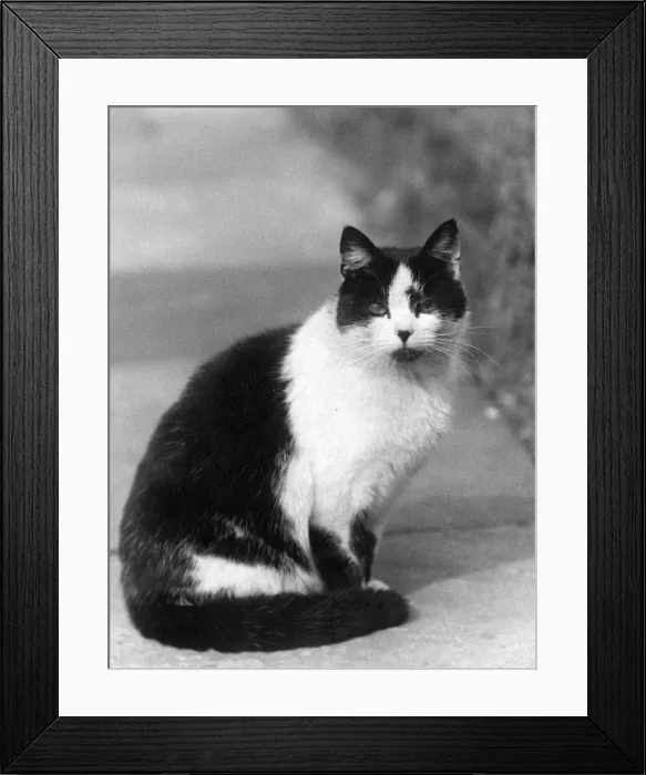 Framed Print : BLACK AND WHITE CAT Framed Print : BLACK AND WHITE CAT