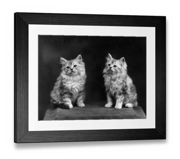 Framed Print : TWO SILVER TABBY KITTENS Framed Print : TWO SILVER TABBY KITTENS