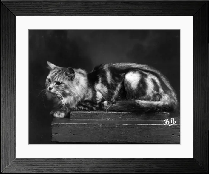 Framed Print : SILVER TABBY LYING DOWN Framed Print : SILVER TABBY LYING DOWN