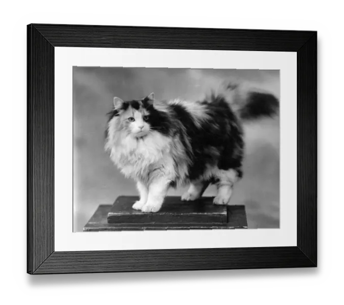 Framed Print : TORTOISESHELL CAT Framed Print : TORTOISESHELL CAT