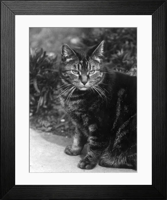 Framed Print : TABBY OUTSIDE Framed Print : TABBY OUTSIDE