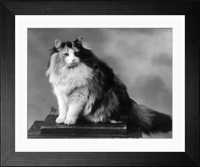 Framed Print : TORTOISESHELL SITTING Framed Print : TORTOISESHELL SITTING