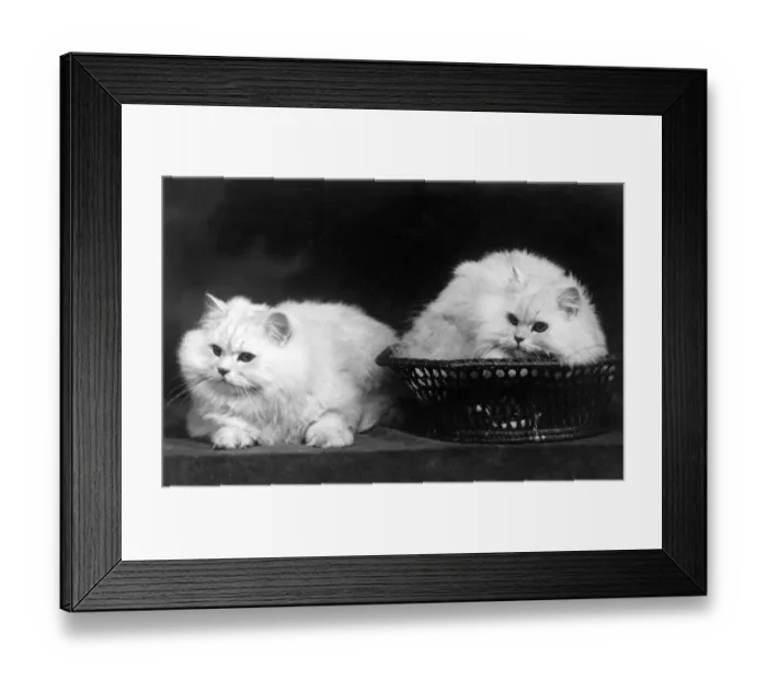Framed Print : CAT IN BASKET Framed Print : CAT IN BASKET