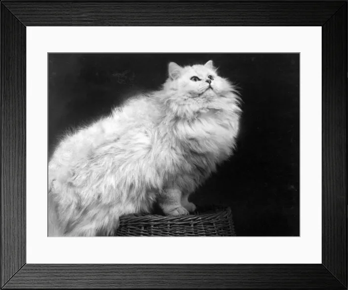 Framed Print : LARGE CHINCHILLA CAT Framed Print : LARGE CHINCHILLA CAT