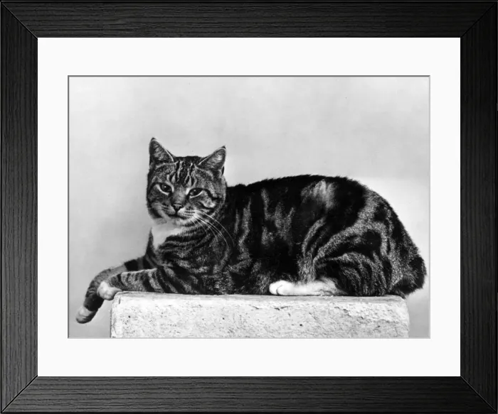 Framed Print : MANX CAT LYING DOWN Framed Print : MANX CAT LYING DOWN