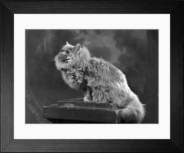 Framed Print : BLUE PERSIAN SITTING Framed Print : BLUE PERSIAN SITTING