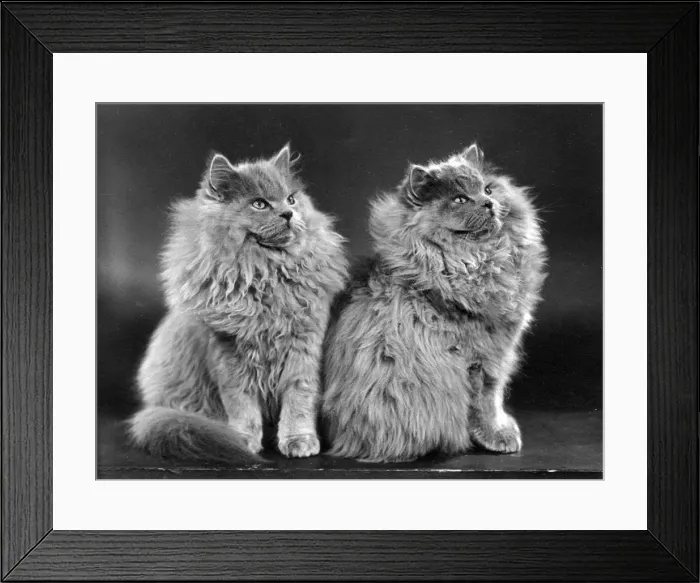 Framed Print : TWO BLUE PERSIAN CATS Framed Print : TWO BLUE PERSIAN CATS